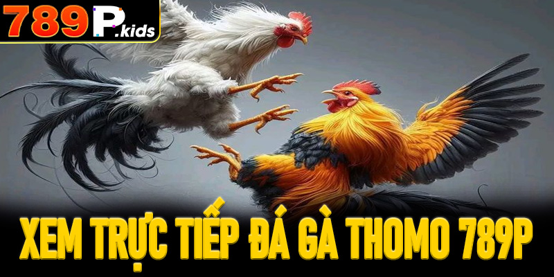 Xem Trực Tiếp Đá Gà Thomo